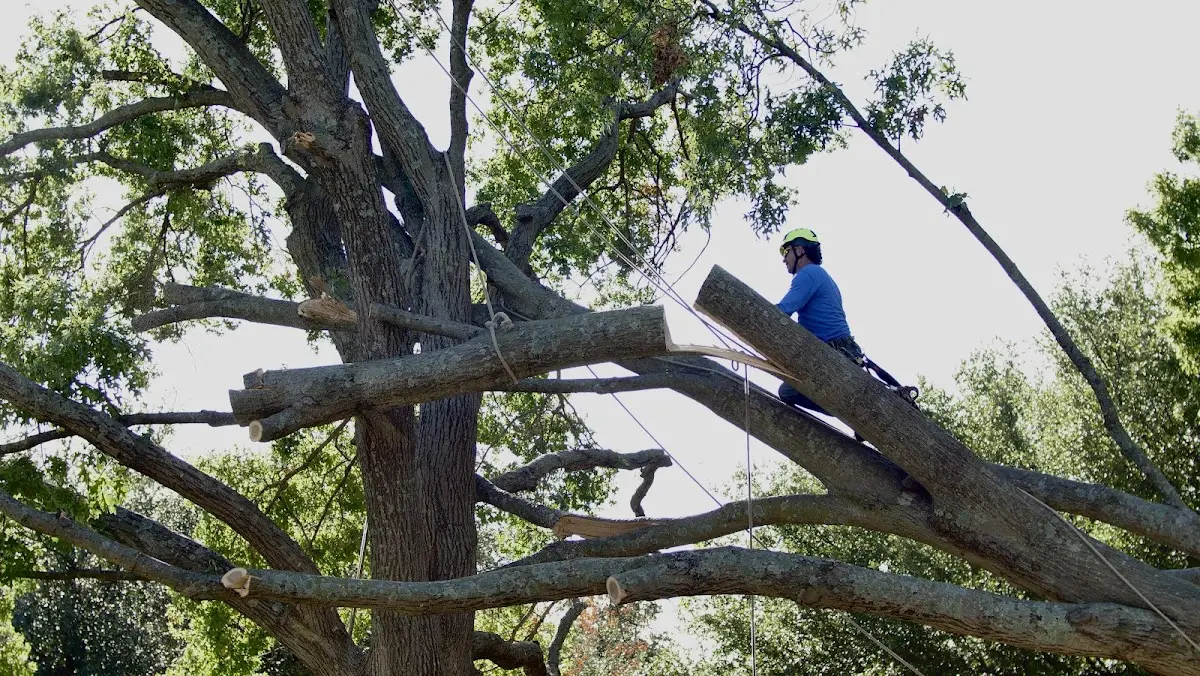 Professional Crown Thinning performed by certified arborists in Moorhead